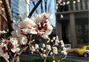 メインカメラの作例