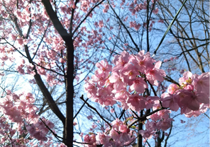 メインカメラの作例