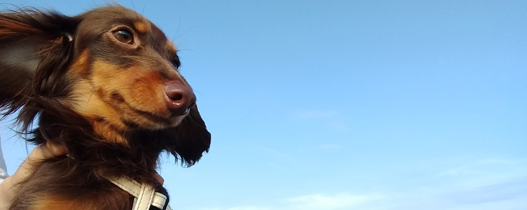 SNS映え抜群! Moto G5で日常を撮ってみた